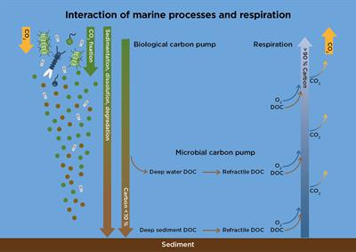 Regulation of marine plankton respiration: A test of models